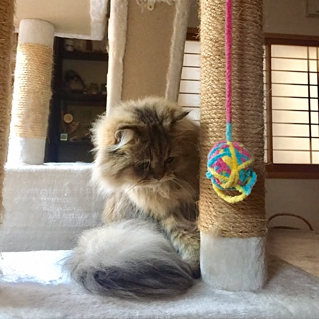 butachanさんの実例写真