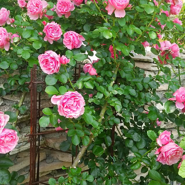 flower-bunbun.さんの実例写真
