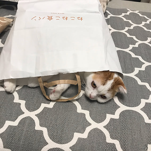 cota_toさんの実例写真
