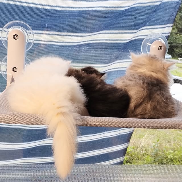 makaronさんの実例写真