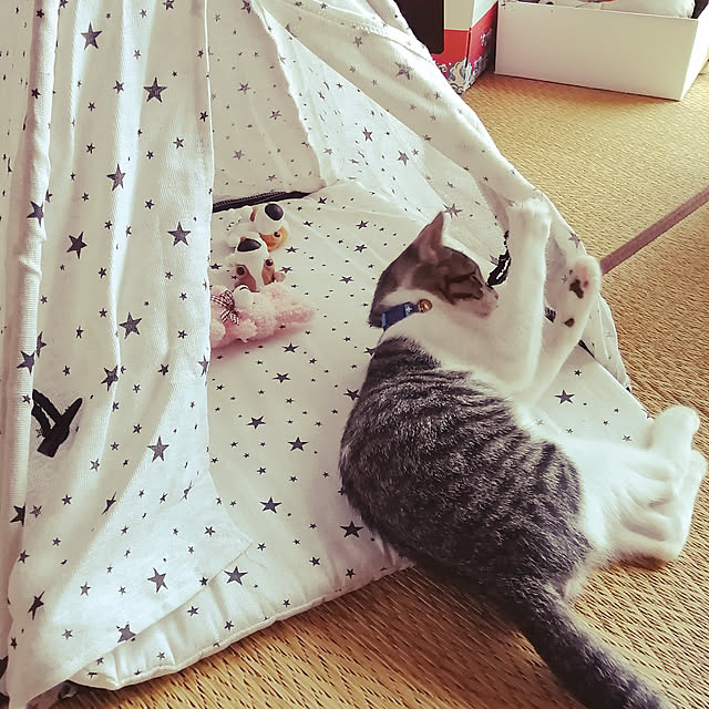 teruminさんの実例写真