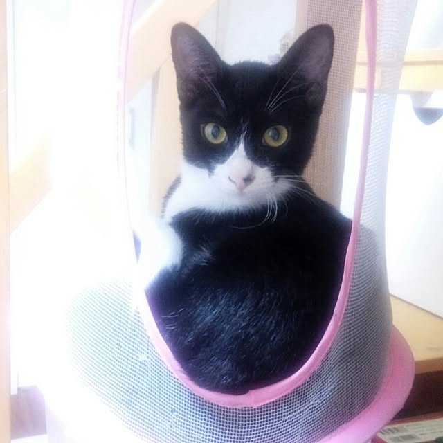 Gomaさんの実例写真