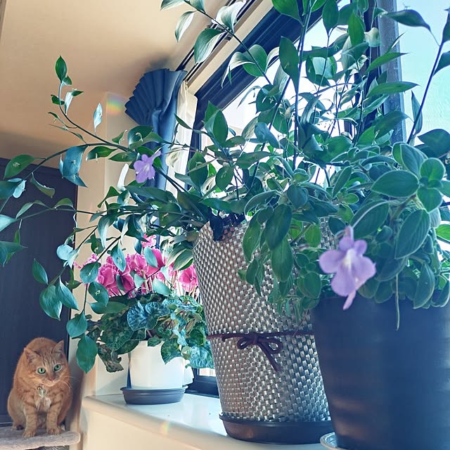 NOAHさんの実例写真