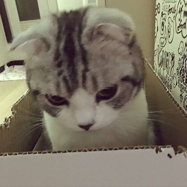 tomommyさんの実例写真