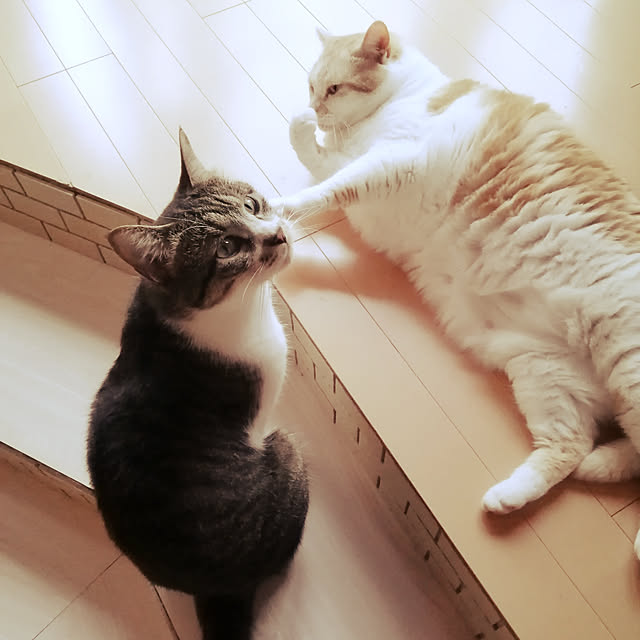 kikufujiさんの実例写真