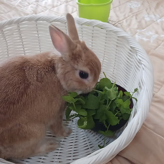 aiさんの実例写真