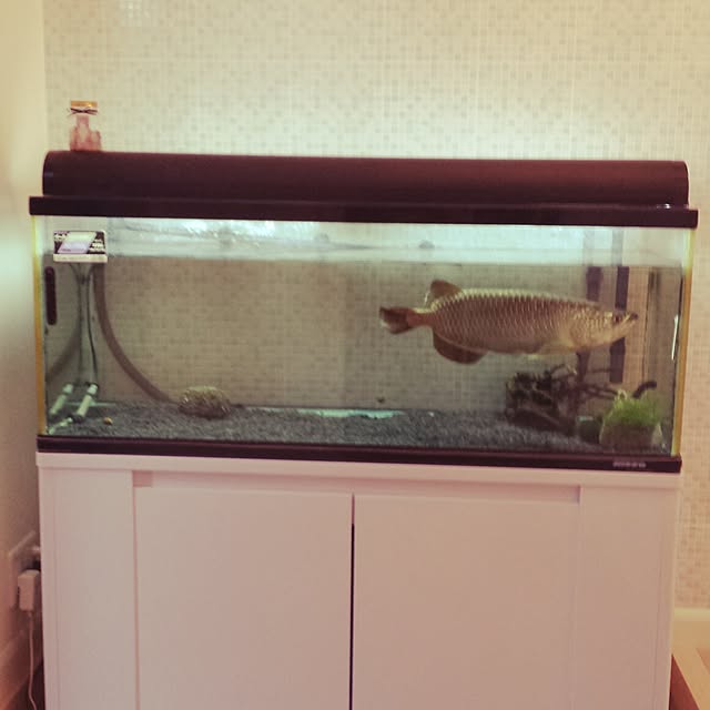 cheeさんの実例写真
