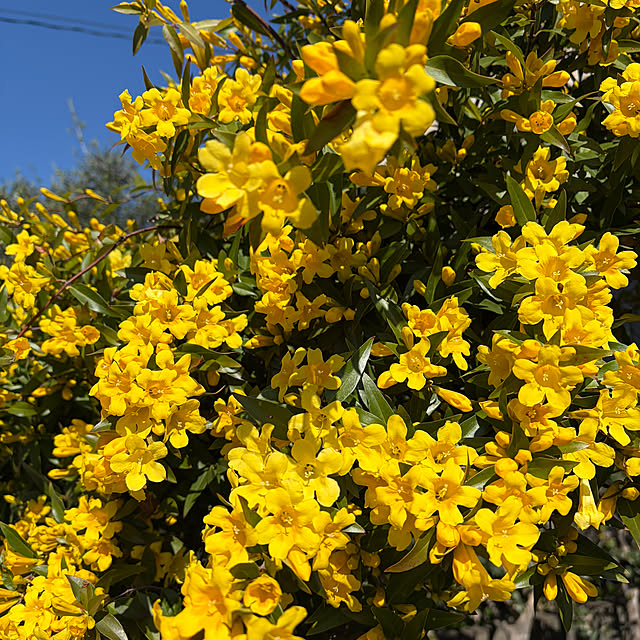 ronronさんの実例写真