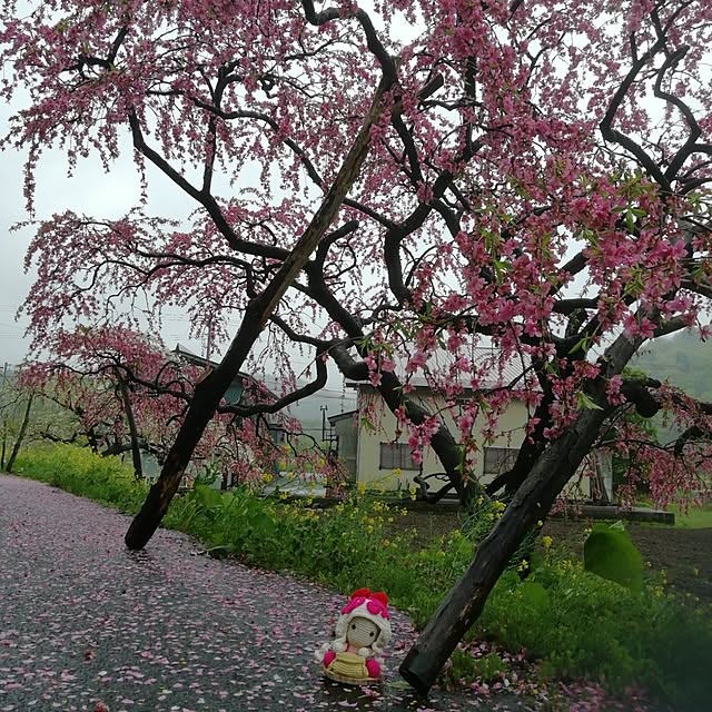 fujiyayuさんの部屋