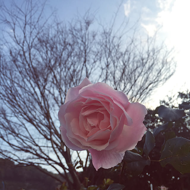 実例写真