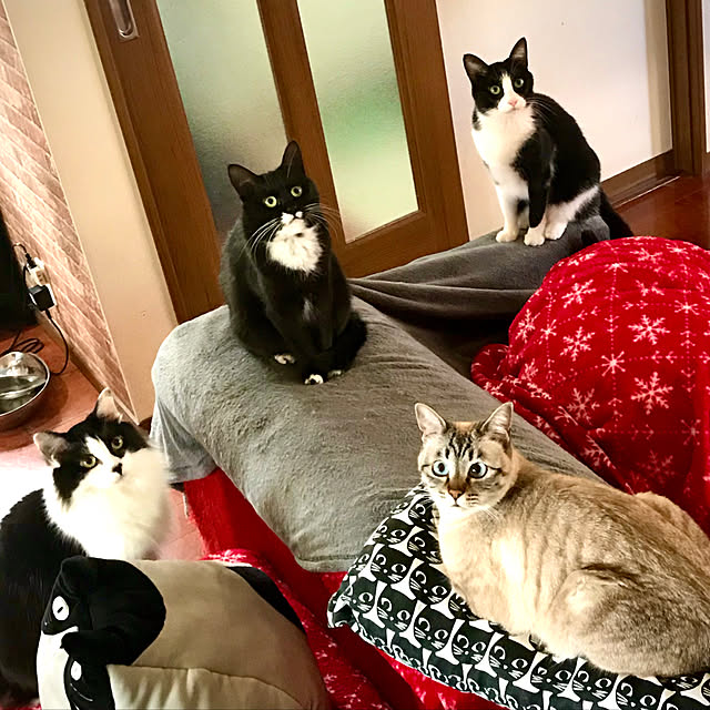 butachanさんの実例写真