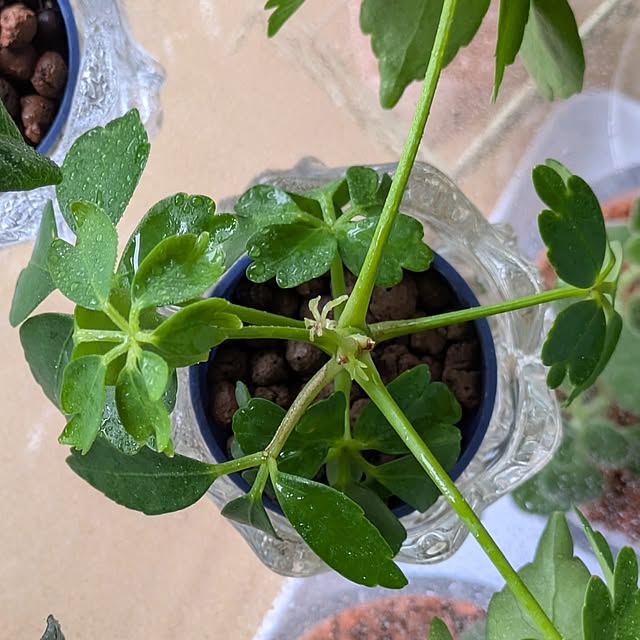 mi-saさんの部屋