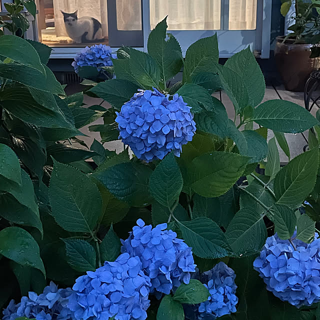 nobikoさんの部屋