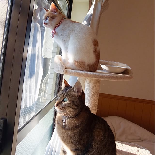 sb_ymhさんの実例写真