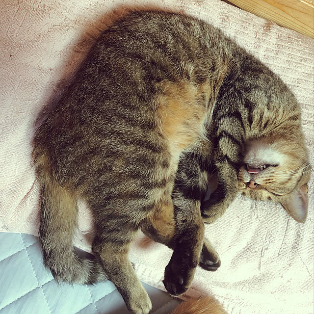 Maki-nekomamireさんの実例写真