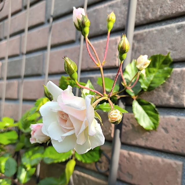 kiraさんの部屋