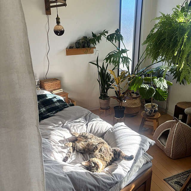 greycatsさんの実例写真