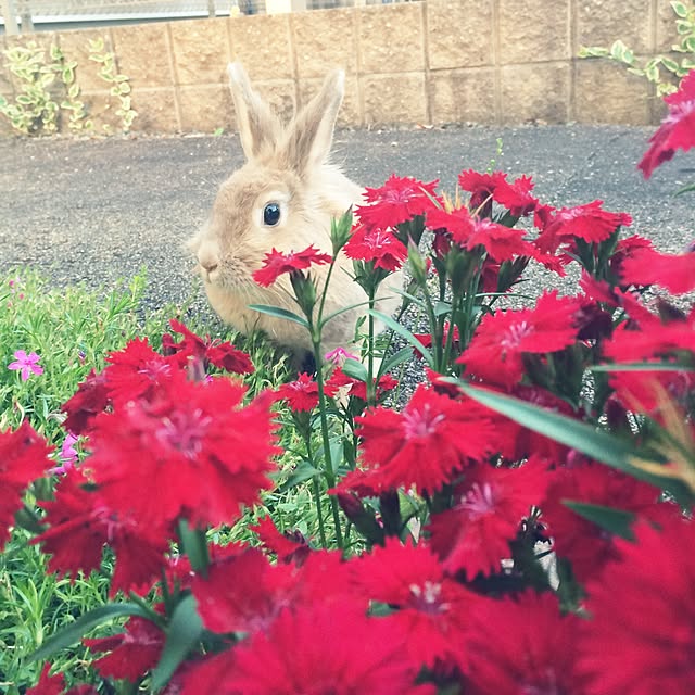 woyukiさんの実例写真