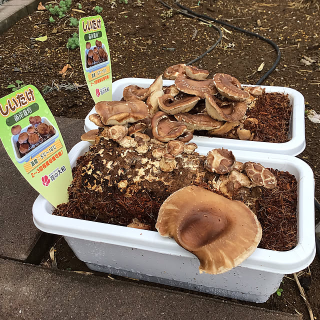 houenさんの部屋