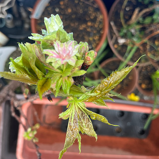 EMIKOさんの実例写真