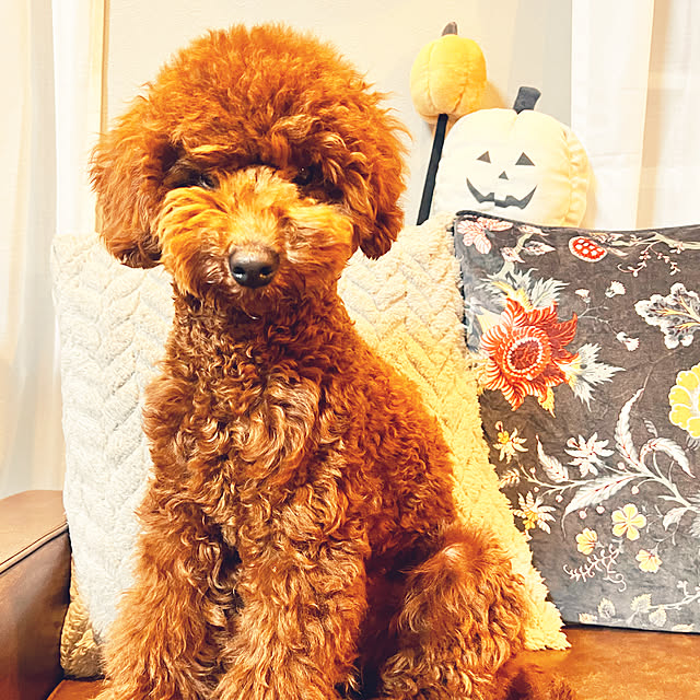 nanさんの実例写真
