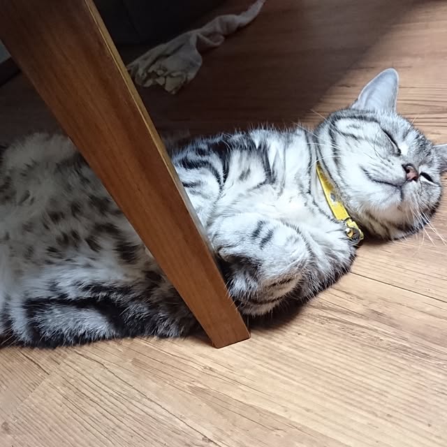 実例写真
