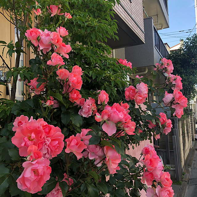 sanahimeさんの部屋