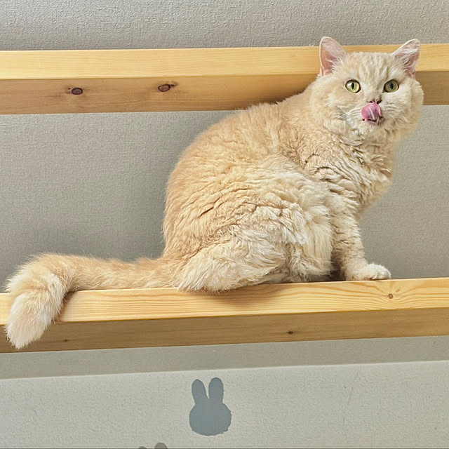 naokoさんの実例写真