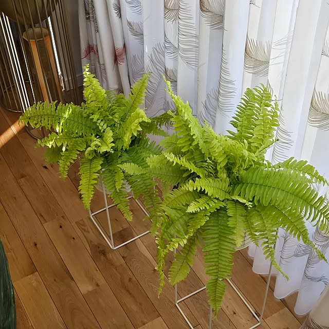 nonbiri_house_さんの部屋