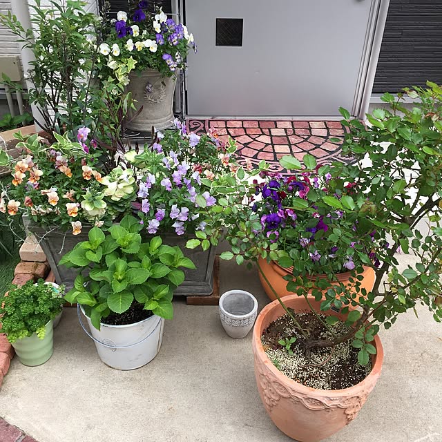 suzyさんの実例写真