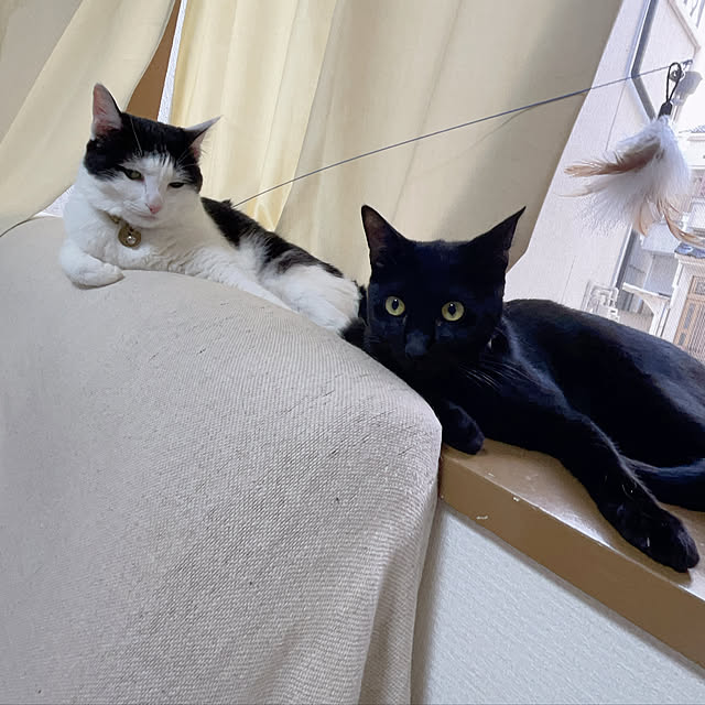 harukaさんの実例写真