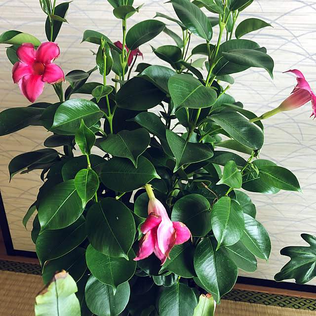 hanachanさんの部屋