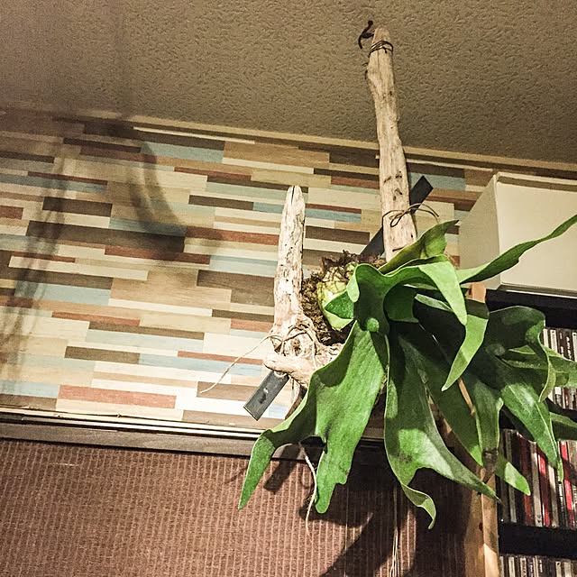 kazooさんの実例写真