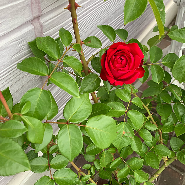 AYUKOさんの実例写真