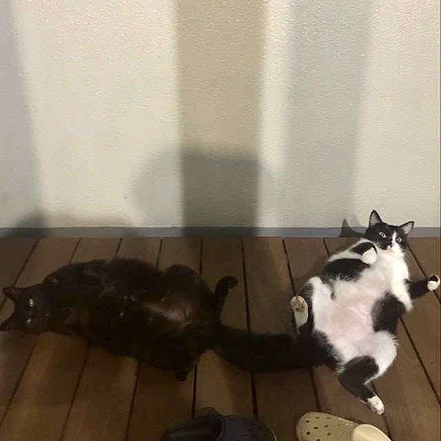 chirotanさんの実例写真
