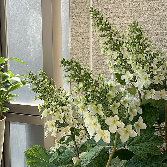 hinaさんの実例写真