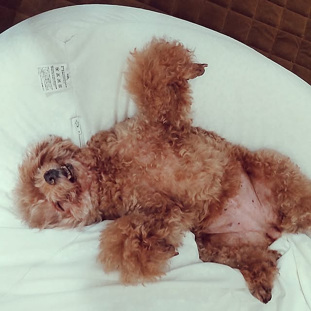 yuuさんの実例写真