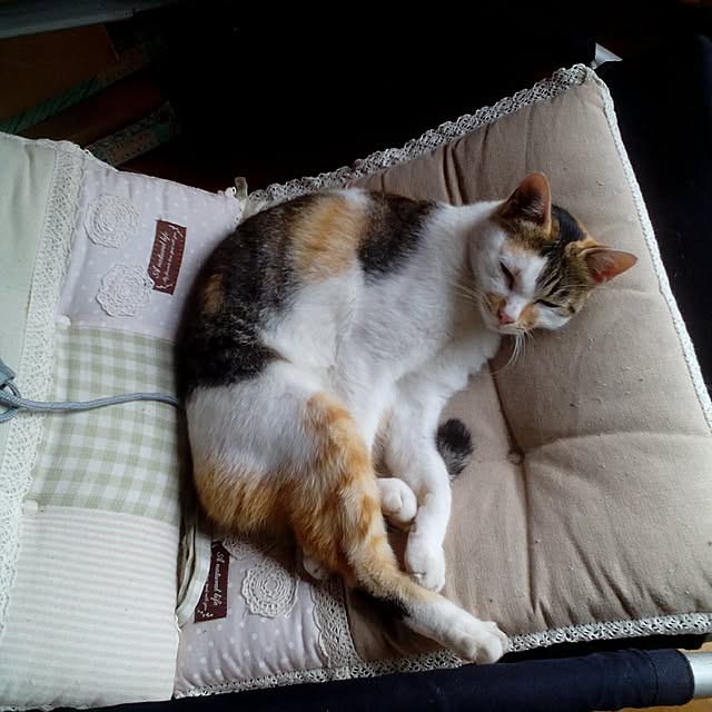 shusen.miyaさんの実例写真