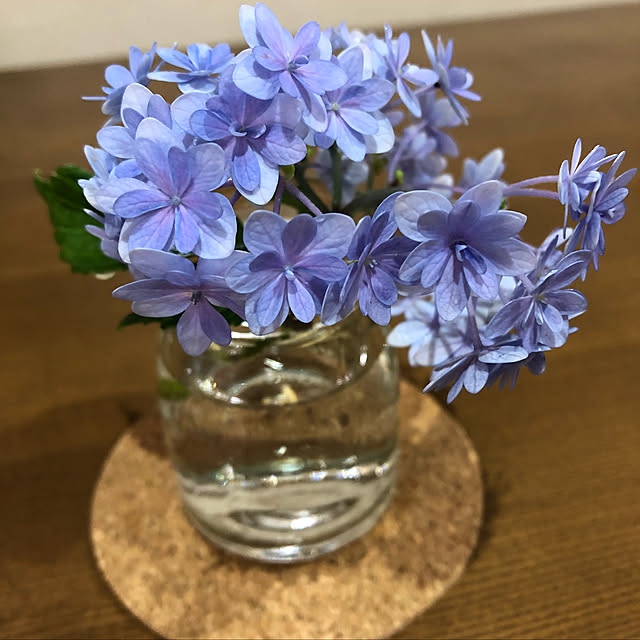 玄関/入り口/紫陽花のインテリア実例 - 2018-06-17 14:34:51
