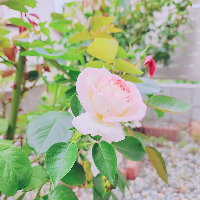 surviveさんの部屋