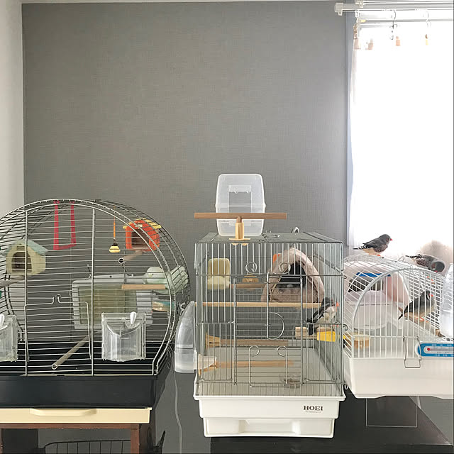 oiseauxさんの部屋