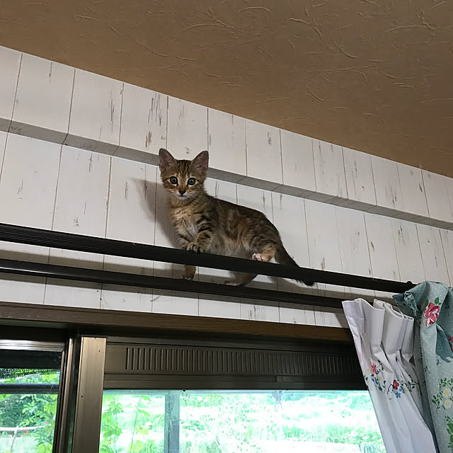 pepeさんの実例写真
