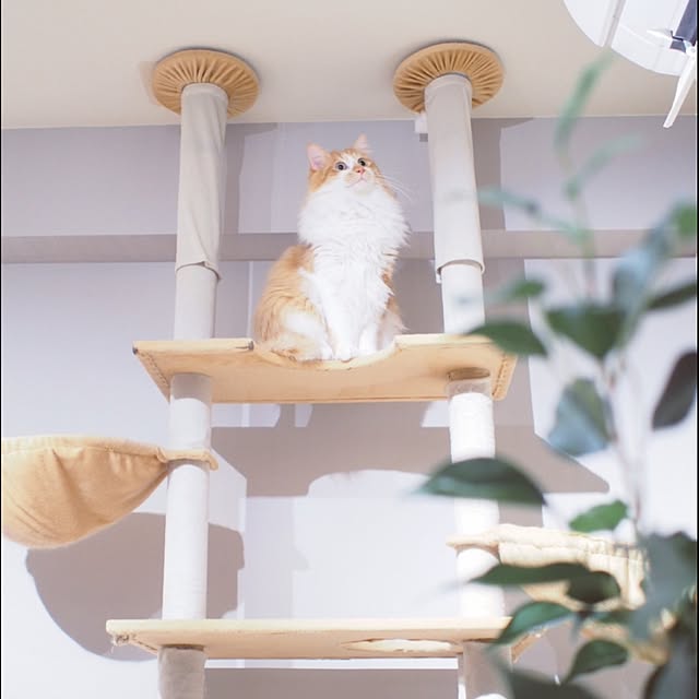 Reikoさんの実例写真