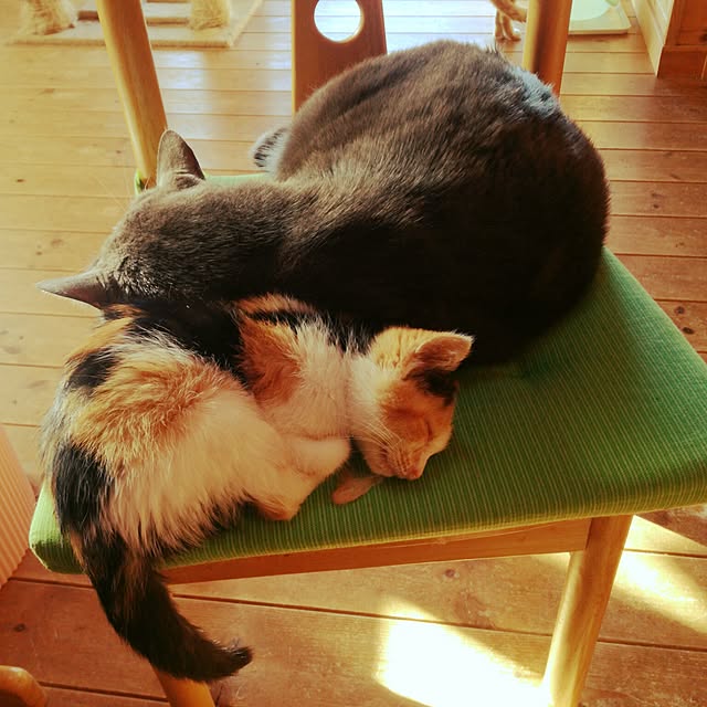 Maki-nekomamireさんの実例写真