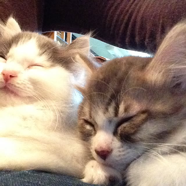 fuuさんの実例写真