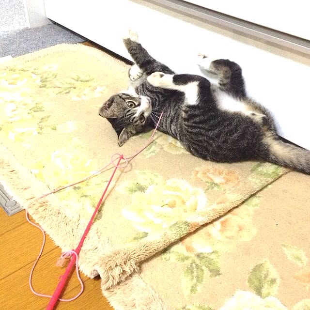 chicaさんの実例写真