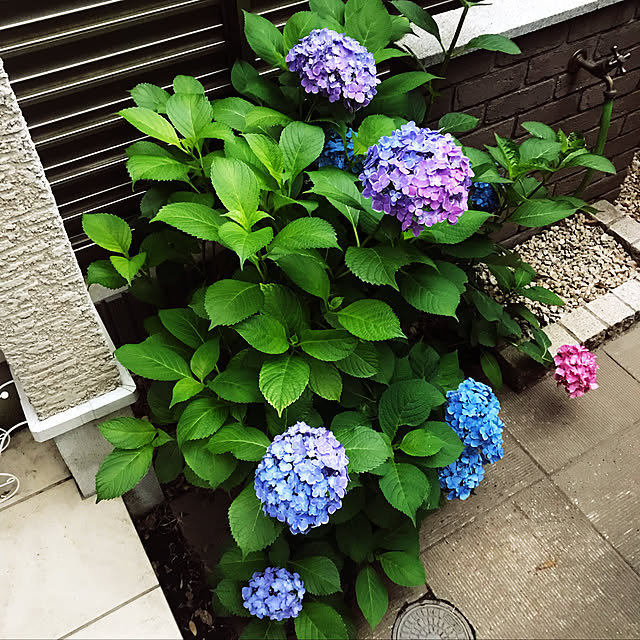 mialitaさんの実例写真