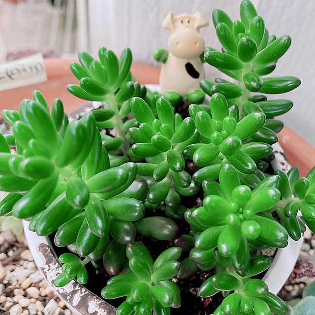 虹の玉/この空間が好き/アメリカンハウス/多肉大好き♡/植物のある暮らし...などのインテリア実例 - 2021-07-02 12:41:16