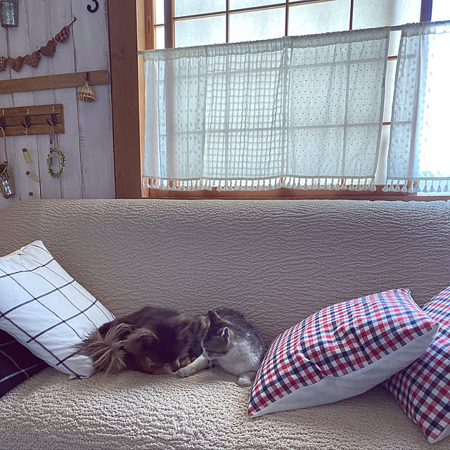 chi-koさんの実例写真