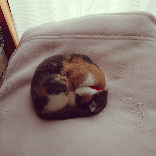 fukuさんの実例写真